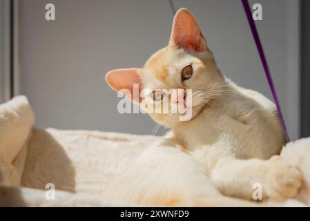 Piccolo gattino birmano su un letto appeso vicino alla finestra. Gatto carino in un'amaca. Foto Stock