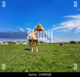 Cavalli al pascolo in un giorno d'estate. Fumo di fuoco nero sullo sfondo. Disastro ambientale Foto Stock