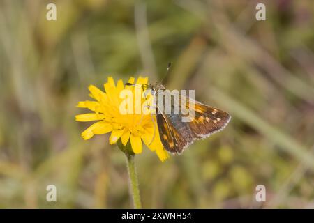 Skipper con macchie d'argento a Watlington Hill Chilterns Regno Unito Foto Stock