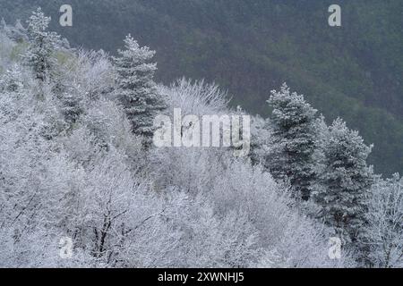 Vista rialzata della foresta montana dopo un'insolita nevicata nei primi giorni della primavera di aprile, Alpi Liguri, Provincia di Imperia, Italia Foto Stock