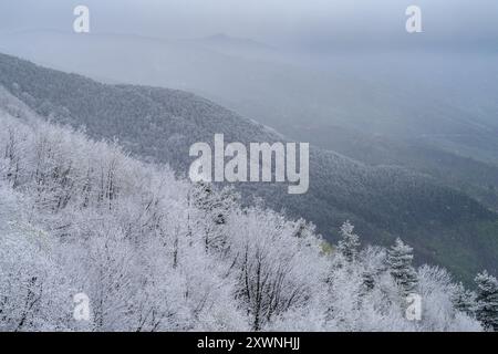 Foresta di montagna dopo un'insolita nevicata nei primi giorni della primavera di aprile, Alpi Liguri, Provincia di Imperia, Italia Foto Stock