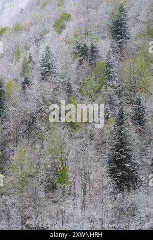 Vista sopraelevata della foresta montana dopo un'insolita nevicata nei primi giorni della primavera di aprile, Alpi Liguri, Italia Foto Stock