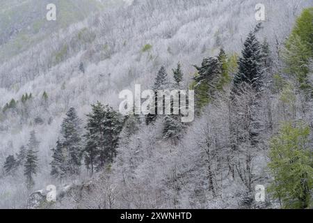 Vista sopraelevata della foresta montana dopo un'insolita nevicata nei primi giorni della primavera di aprile, Alpi Liguri, Italia Foto Stock