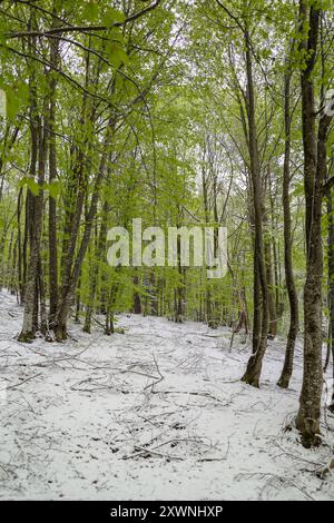 Foresta dopo un'insolita nevicata nei primi giorni della primavera di aprile, Alpi Liguri, Italia Foto Stock