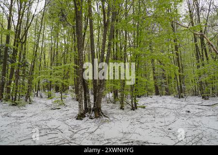 Foresta dopo un'insolita nevicata nei primi giorni della primavera di aprile, Alpi Liguri, Italia Foto Stock