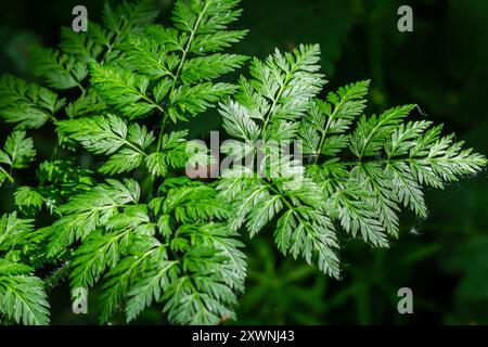 Foglia di cicuta velenosa Conium maculatum da vicino famiglia di macro carote apiaceae. Foto Stock