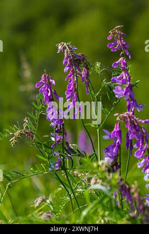 Vetch, vicia cracca preziosa pianta di miele, foraggio, e pianta medicinale. Fragile sfondo viola fiori. Woolly o Fodder vetch fiorisce in primavera gar Foto Stock