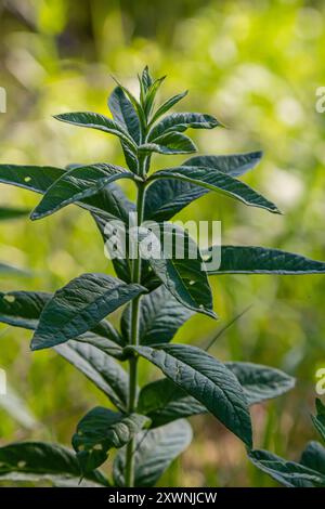 Mentha, nota anche come menta, usata come spezia per il tè e per aromatizzare cibi e altre bevande. Foto Stock