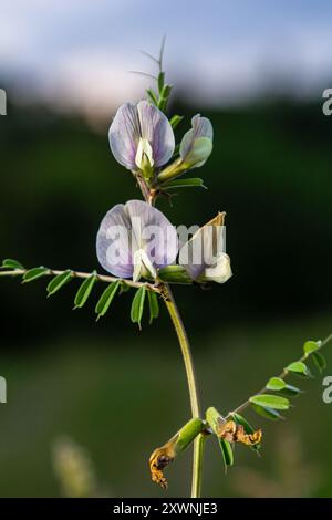 Fiore della Vicia sativa o fiore di vecchietto o fiore rosso di vecchiaia da giardino o fiore della tara o semplicemente della vecchiaia. Foto Stock