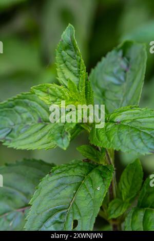 Mentha, nota anche come menta, usata come spezia per il tè e per aromatizzare cibi e altre bevande. Foto Stock