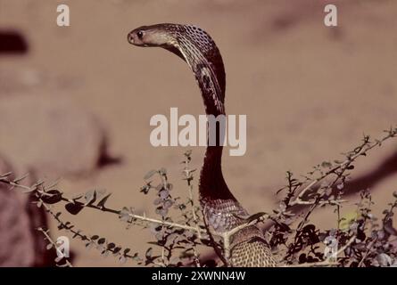 Il cobra indiano (Naja naja), noto anche come cobra dagli occhiali, cobra asiatico, o cobra binocellato, è una specie di cobra, un serpente velenoso Foto Stock