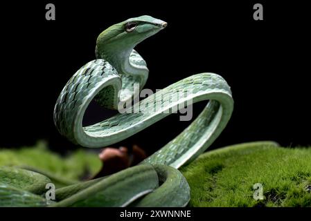 Serpente a frusta orientale (Ahaetulla prasina) avvolto e pronto a colpire, Indonesia Foto Stock