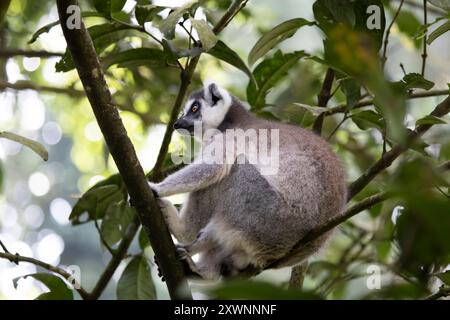 Lemure dalla coda ad anello (Lemur catta) seduto su un albero, Indonesia Foto Stock