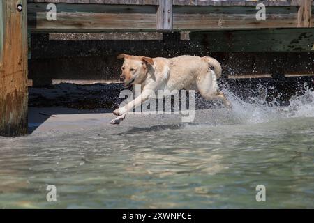 Yellow labrador retriever che corre lungo la spiaggia spruzzando nell'oceano, Florida, Stati Uniti Foto Stock