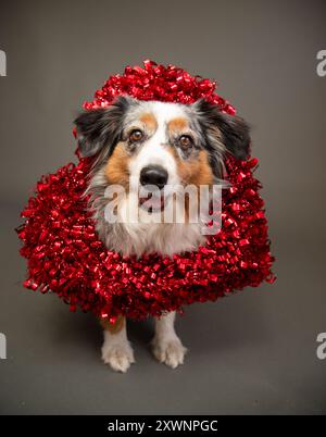Ritratto di un pastore australiano in miniatura che indossa una corona di tinsel a forma di cuore intorno al collo Foto Stock