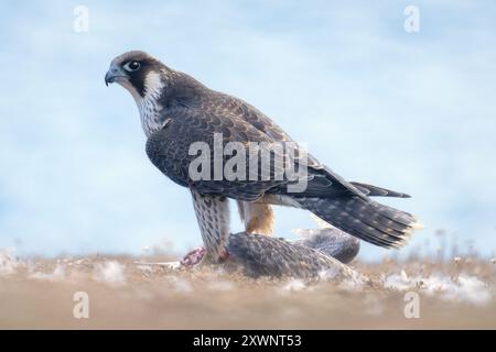 Giovane falco pellegrino (Falco peregrinus) con una giovane preda di gabbiano aringhe in piedi in un prato costiero con piume sparse, Jersey Foto Stock