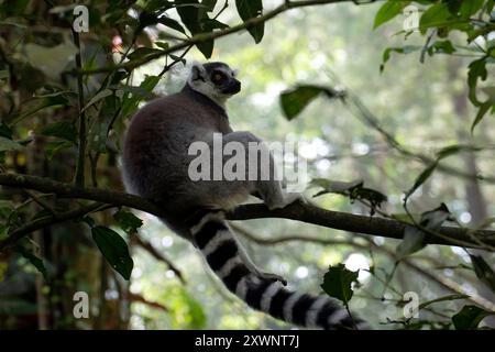 Lemure dalla coda ad anello (Lemur catta) seduto su un ramo d'albero, Indonesia Foto Stock