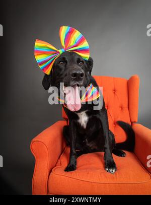 Happy Black Retriever mescola il cane seduto su una poltrona arancione con un papillon arcobaleno gay Pride e un archetto con fiocco Foto Stock