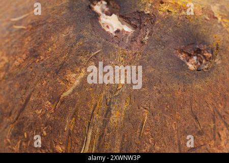 Primo piano di fondo con buccia di cocco. Foto Stock