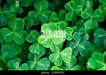 Irish shamrock (legno Sorrel) (Oxalis acetosella). Il simbolo nazionale dell'Irlanda di San Patrizio a spiegazione della Trinità Foto Stock