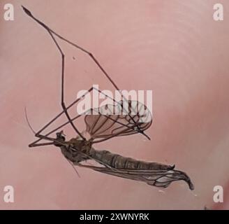 Gnat invernale (Trichocera annulata) Insecta Foto Stock