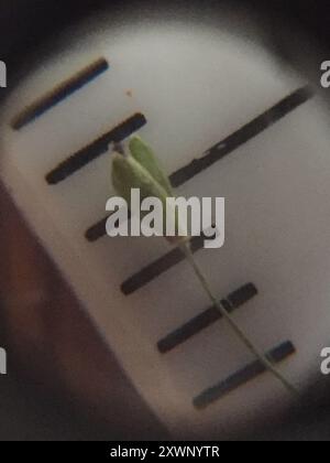 Panicgrass (Dichanthelium dichotomum dichotomum) Plantae Foto Stock