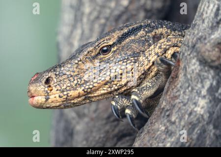 Primo piano di un varano asiatico selvaggio (Varanus salvator) che emerge da una cavità di alberi, la Thailandia Foto Stock