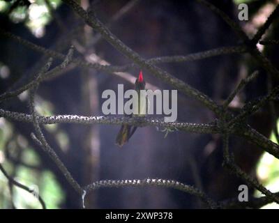 Aves, Hummingbird dorato (Hylocharis chrysura) Foto Stock