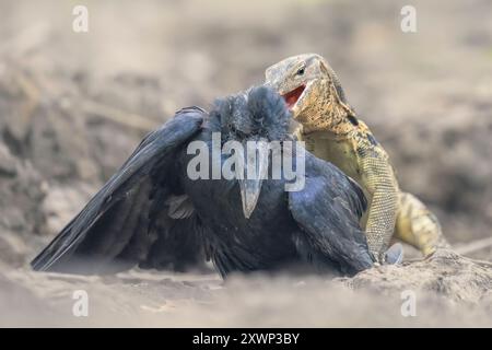 Primo piano di un varano asiatico (Varanus salvator) che caccia, cattura e mangia un corvo della giungla orientale (Corvus levaillantii), Thailandia Foto Stock