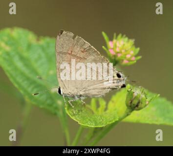 Flash rosso comune (Rapala iarbus) Insecta Foto Stock