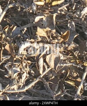 San Diego Bursage (Ambrosia chenopodiifolia) Plantae Foto Stock