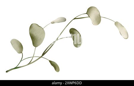 Illustrazione acquerello foglia in scala di grigi eucalyptu isolata su sfondo bianco. Pianta botanica tropicale. Fogliame disegnato a mano isolato per carte Foto Stock