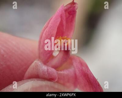 Salmone-orchidea solare (Thelymitra rubra) Plantae Foto Stock