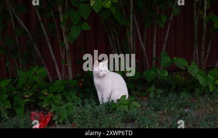Gatto bianco seduto in giardino. Felino domestico tra piante verdi e recinzione in legno. Ritratto di animali domestici in un ambiente naturale all'aperto. Foto Stock