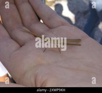 Stuzzicadenti a testa lunga Grasshopper (Achurum carinatum) Insecta Foto Stock