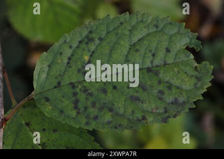 Funghi con foglie di ciliegio (Blumeriella jaapii) Foto Stock