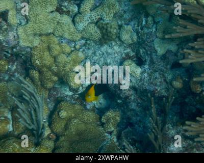 Bellezza rocciosa (Holacanthus tricolor) Actinopterygii Foto Stock