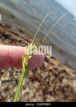 Plantae per sedge distan (Carex distans) Foto Stock