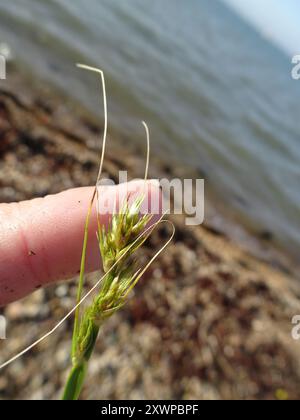 Plantae per sedge distan (Carex distans) Foto Stock