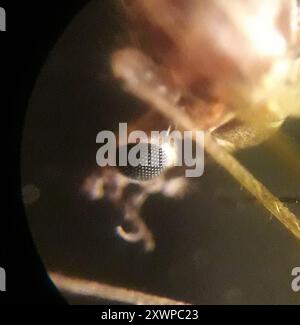 Gnat invernale (Trichocera annulata) Insecta Foto Stock