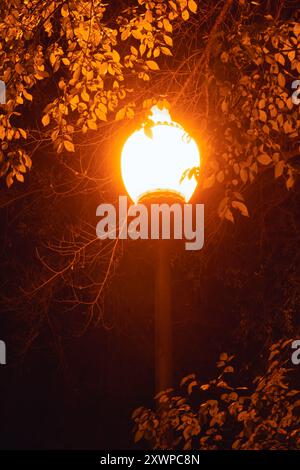 Illuminata dall'illuminazione stradale scura tra rami e foglie di alberi da un'angolazione bassa Foto Stock