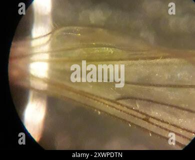 Gnat invernale (Trichocera annulata) Insecta Foto Stock