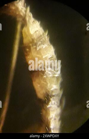 Gnat invernale (Trichocera annulata) Insecta Foto Stock