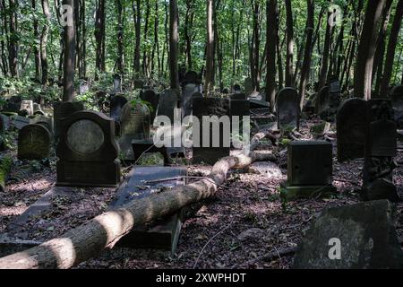 Vista del cimitero ebraico di Varsavia, risalente al 1806, con tombe di importanti ebrei polacchi e tombe comuni di quelli massacrati durante la seconda guerra mondiale Foto Stock