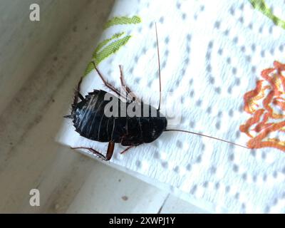 Cockroach orientale (Blatta orientalis) Insecta Foto Stock