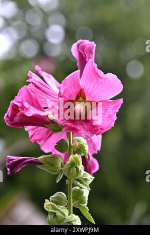 Fiore di hollyhock, Alcea rosea con alcuni boccioli pronti a fiorire sotto Foto Stock