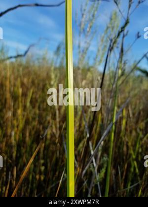 American Three-Square bulrush (Schoenoplectus americanus) Plantae Foto Stock