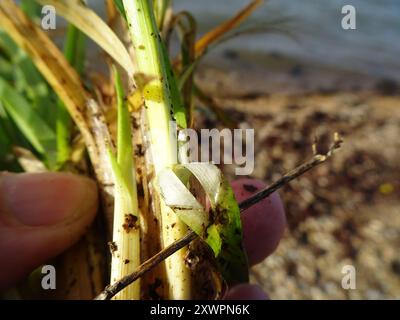 Plantae per sedge distan (Carex distans) Foto Stock