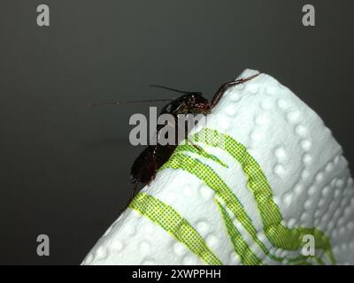 Cockroach orientale (Blatta orientalis) Insecta Foto Stock
