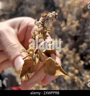 San Diego Bursage (Ambrosia chenopodiifolia) Plantae Foto Stock